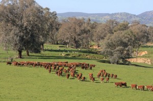 Cattle grazing in north east Victoria
