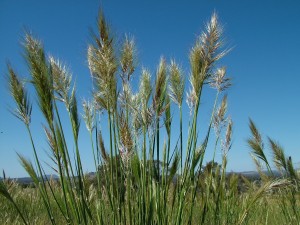 Austrostipa densiflora – a less palatable native grass 