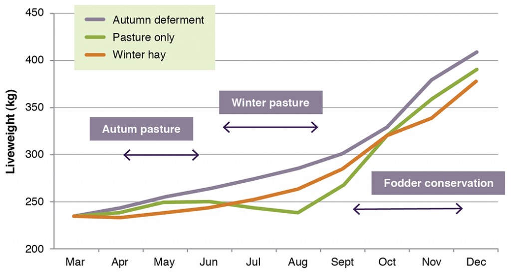 Figure 9. The effect of cutting 33% of the area in spring and feeding back in either autumn (deferment to allow pastures to get away) or in winter (when steers lost weight) on the final weight of weaner steers