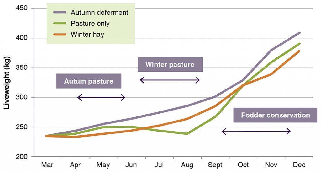 Figure 9. The effect of cutting 33% of the area in spring and feeding back in either autumn (deferment to allow pastures to get away) or in winter (when steers lost weight) on the final weight of weaner steers