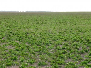 Chicory is used for finishing lambs